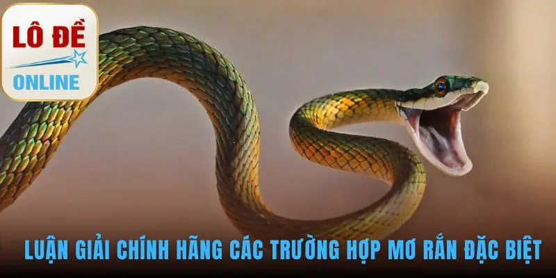 Luận giải các trường hợp mơ thấy rắn đặc biệt và con số ẩn chứa