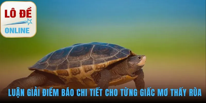 Luận giải điềm báo mơ thấy rùa giúp hiểu rõ vận may sắp tới