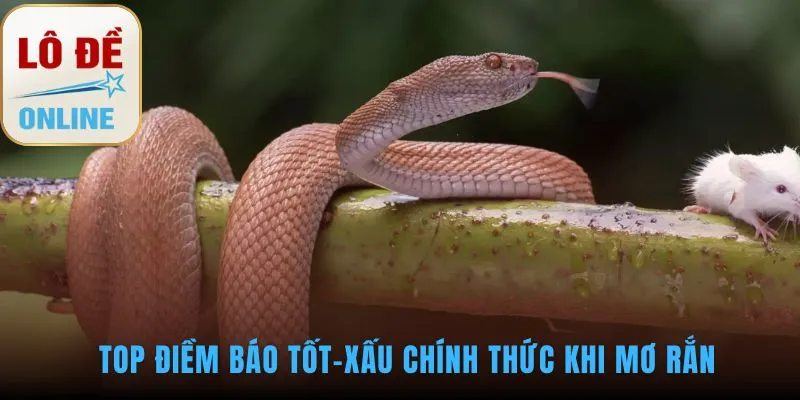 Giấc mơ thấy rắn hé lộ thông điệp tài lộc hoặc lời cảnh báo